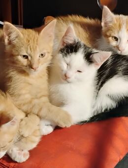 Süßes rot/weißes Katzenbaby einer Glückskatzenmama in Berlin - Berlin