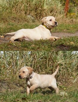 Reinrassige Labrador Welpen - Scheeßel