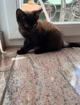 Zwei süße schwarze Kitten suchen ein liebevolles Zuhause - Geislingen (Steige)