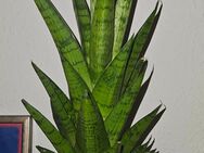 Sansevieria Gabriela - Rödental