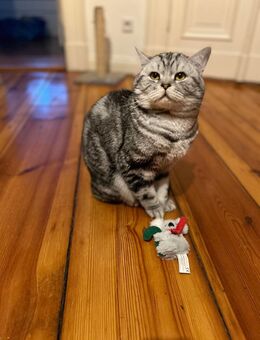 Erfahrener BKH Deckkater in whiskas (Classic Silver tabby) Berlin - Berlin