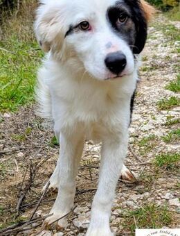 Badi mit der besonderen Fellzeichnung - Kissing