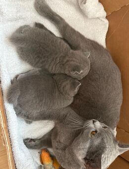 Bkh Kitten - Waldshut-Tiengen