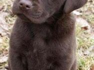 Labrador Welpen Traum - Dortmund