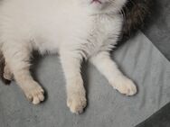 BKH Kitten - Lünen