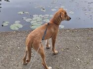 Hunde Welpe sucht ein Zuhause - Berlin Marzahn-Hellersdorf