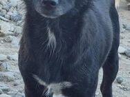 BLACKY - 35 cm, sozial, schüchtern - Weilheim (Oberbayern)