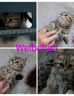 BKH Kätzchen/ Kitten - Peine