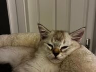 Siam/BHK Katze - Velbert