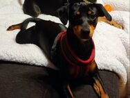 Süße Pinscher-Mix Welpen abzugeben - Friedrichshafen