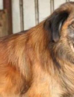 Aurel - der Skeptische 🐾 - Elsdorf (Nordrhein-Westfalen)