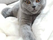 BKH Britisch Kurzhaar Katze Blau Reinrassig Babykatzen - Lenzkirch