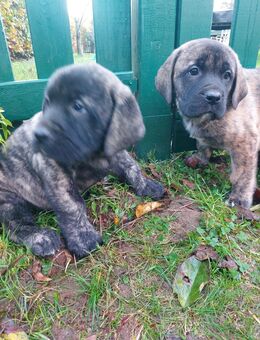 Deutsche Dogge x Herdenschutzhund Welpen - Escheburg