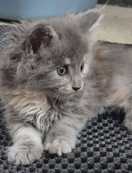 Maine Coon Kitten im Juni - Herzberg (Elster)