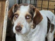 Fauna sucht ein ländliches Zuhause - München