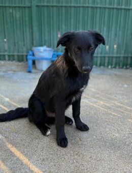 Petre ♥️ schwarze Schönheit - Velbert