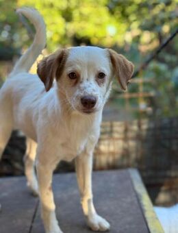 kleine Foxy,36cm bald auf PS in Berlin - Köln