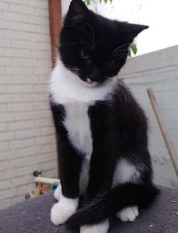 Baby Kater - Hamburg