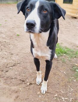 Herzbube Louis sucht... (E) - Ludwigshafen (Rhein)