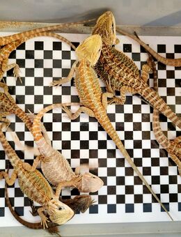 Ca. 80 Bartagamen Babys von Mai bis Juli 2025 - Pogona Vitteceps - Kreuzau