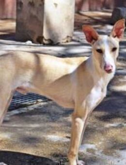 Tic, vorsichtig - Kettershausen