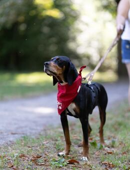 Liebevoller Jack sucht Dich - Arnsberg