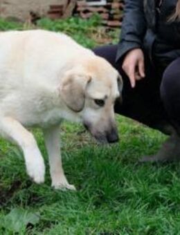 Benno - freundlicher Begleiter - Berlin