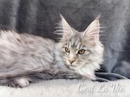 Maine Coon Kitten mit Stammbaum, C Wurf (WCF) - Metzingen