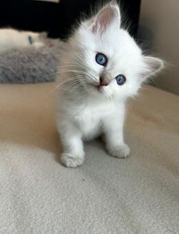 Heilige Birma Kitten - Saarbrücken