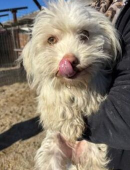 Motte 26 cm - Alpenrod