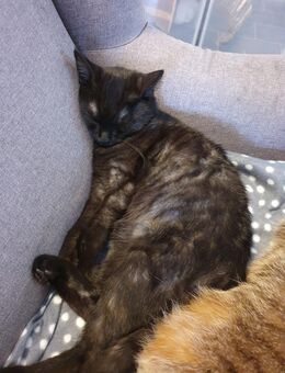 Verkuschelte Katze sucht ein liebevolles Zuhause - Essen
