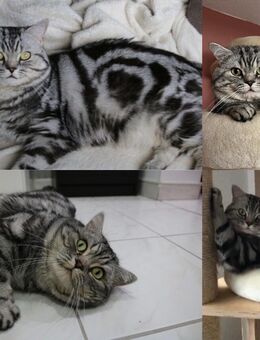 BKH Black Silber Tabby Ticked Stammbaum - Magdeburg