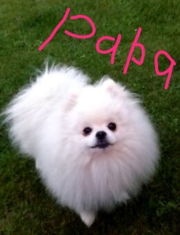 Deckrüde Pomeranian Zwergspitz Boo - Kyritz