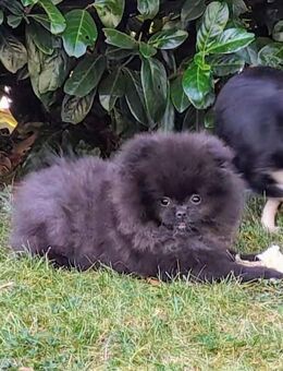 Traumhaft schöne Pomeranian Zwergspitz Welpen Bärchen-Typ - Rayerschied