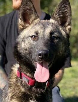 ARWEN irrte auf der Strasse umher - Gefrees