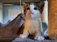 Schmusekater sucht liebevolles Zuhause, Katzenbaby, Kitten, Kater  Babykatze, Katze - Drensteinfurt