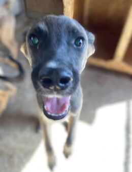 Landon ist ein schlauer Bub 🐾 - Elsdorf (Nordrhein-Westfalen)