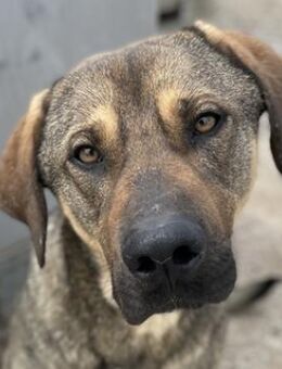 Waldo, geb. ca. 06/2022, Griechenland - Markdorf