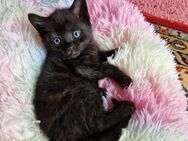 Süße BKH Mix Kitten suchen ein neues Zuhause - Düsseldorf