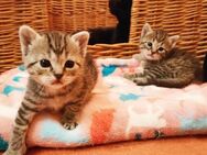 Tigerkätzchen - Tabby - Kitten - Hauskatze - Kätzchen - Wald-Michelbach