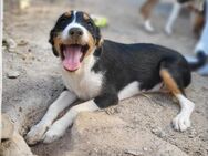Kleine Katja wartet auf ihre Menschen - Grevenbroich