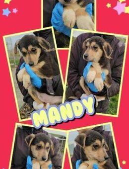 süße Mandy bald auf Pflegestelle - Nürnberg