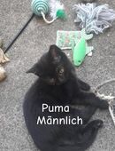 Süße kitten suchen ein Zuhause in 53119