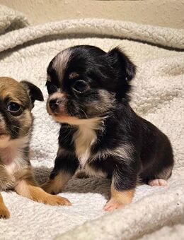 Wundervolle Chihuahua Welpen - Erfurt