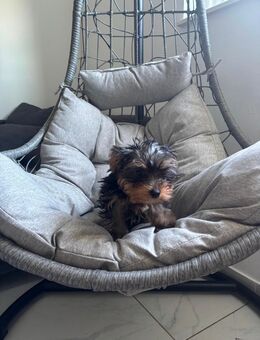 Wunderschön ich hab Terrier werden, zwei Mädchen noch zu haben - Ludwigshafen (Rhein)