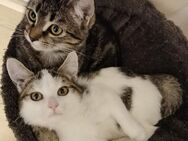 2 Junge Katzen (Weibchen) 10 Monate alt - Düren