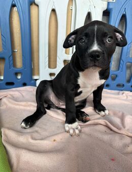 Xl american bully - Gera