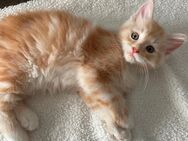 Jungkatzen - Oberhausen (Landkreis Neuburg-Schrobenhausen)