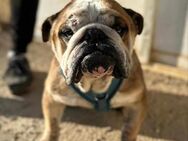 Marvin Bulldogge sucht Familie ❤️ - Mylau