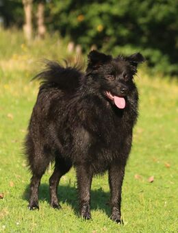 Spitzhündin, neun Monate, Großspitz, Mittelspitz, Dorfspitz - Adlkofen